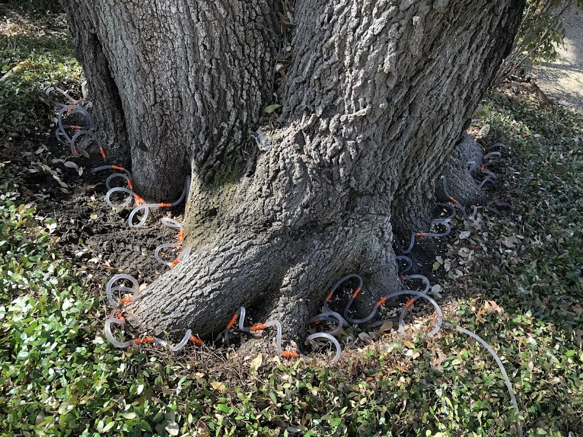 Detailed Tree Cabling and Bracing job site in Moosic