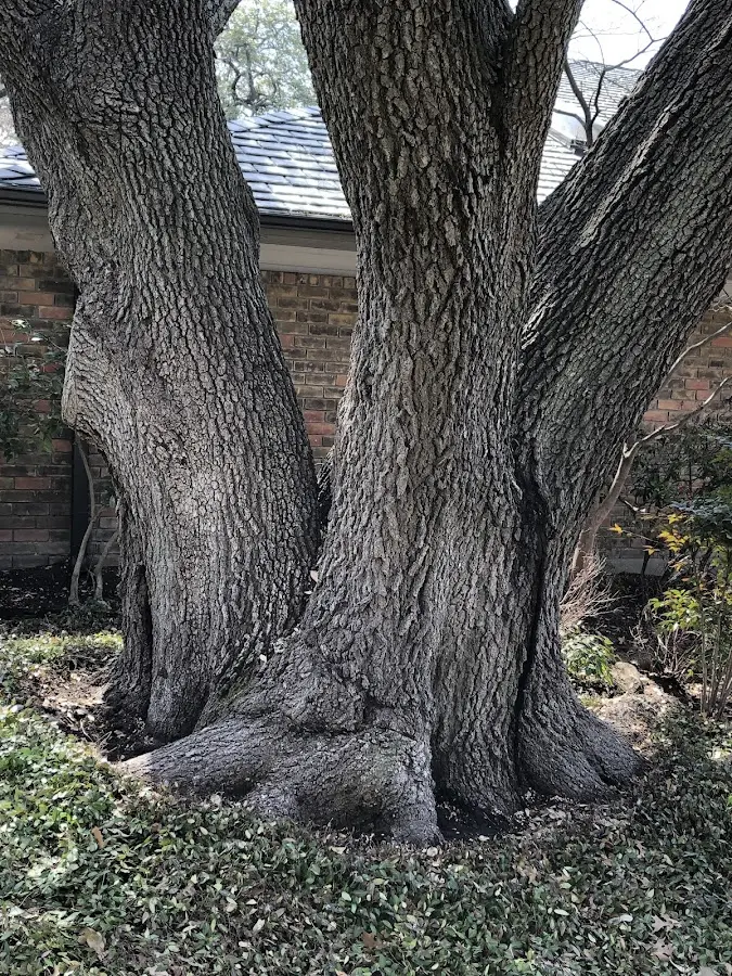 Mature heritage tree close to a Moosic property cared for by certified arborists